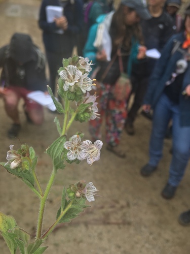 Santa Lucia phacelia (Phacelia grisea)