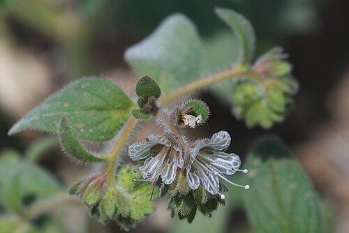 Santa Lucia phacelia: Phacelia grisea at Cone Peak (Monterey County, California, US), One year post burn, madrone chaparral