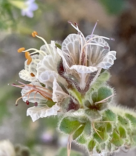 Santa Lucia phacelia (Phacelia grisea)