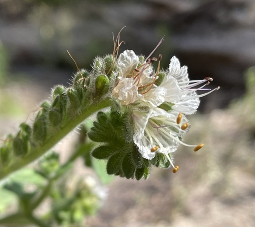 Santa Lucia phacelia (Phacelia grisea)