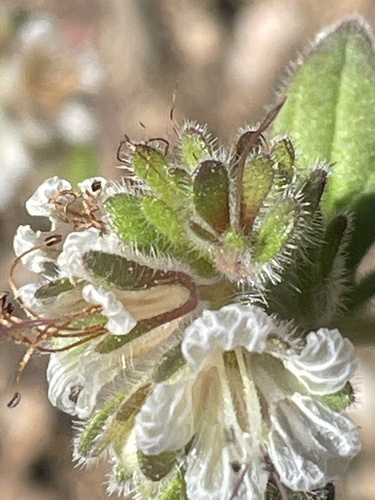 Santa Lucia phacelia (Phacelia grisea)