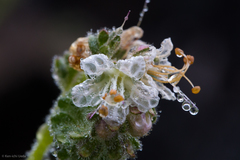 Santa Lucia phacelia (Phacelia grisea)