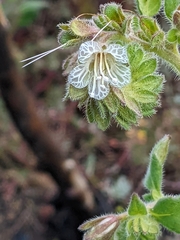 Santa Lucia phacelia (Phacelia grisea)