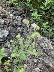 Phacelia hirtuosa (Phacelia hirtuosa)