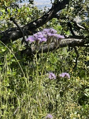 Caterpillar phacelia (Phacelia hubbyi)