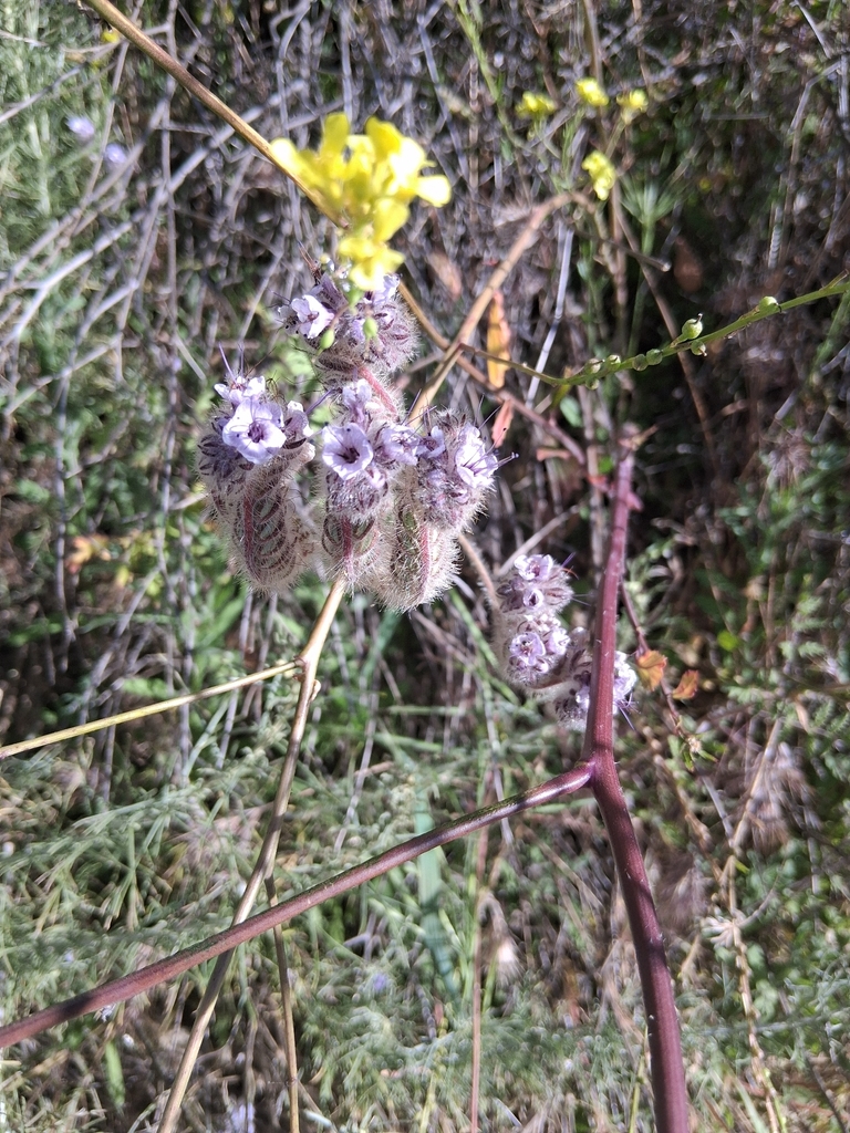Caterpillar phacelia (Phacelia hubbyi)