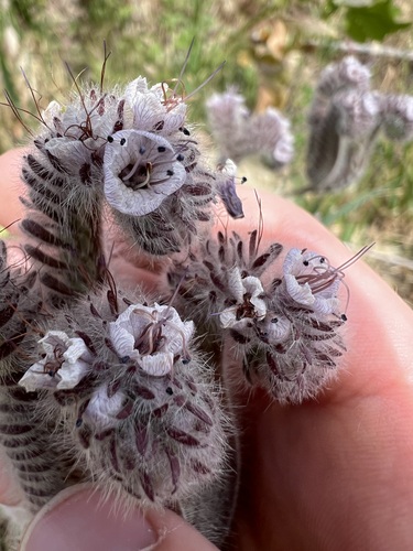 Caterpillar phacelia (Phacelia hubbyi)