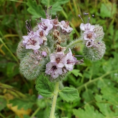Caterpillar phacelia (Phacelia hubbyi)