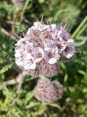 Caterpillar phacelia (Phacelia hubbyi)