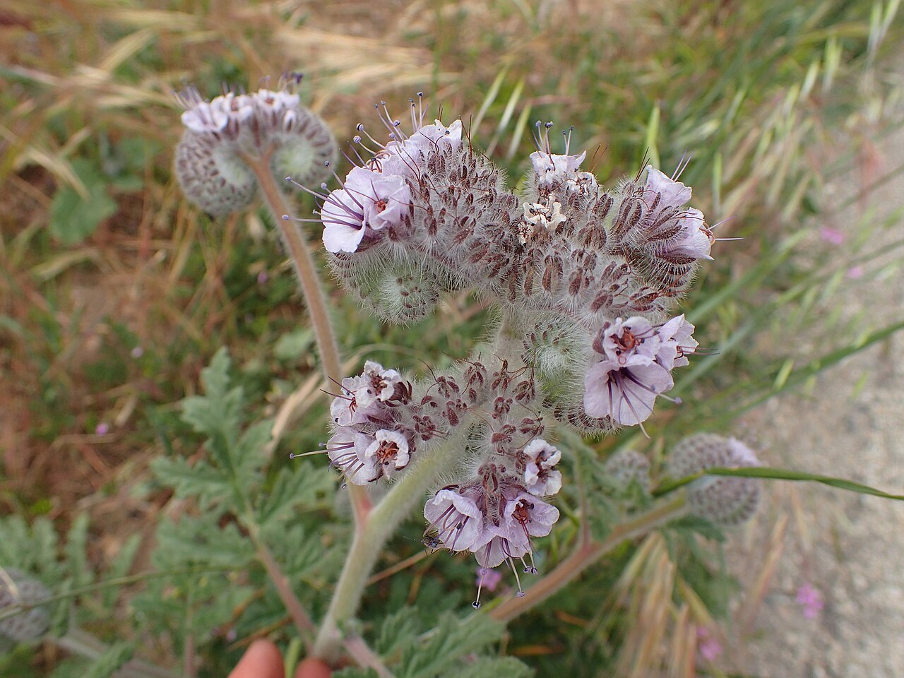 Caterpillar phacelia: Phacelia hubbyi. Species of plant.