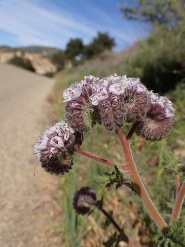 Caterpillar phacelia (Phacelia hubbyi)