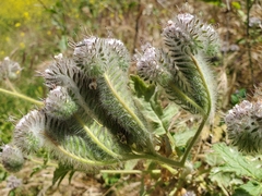 Caterpillar phacelia (Phacelia hubbyi)