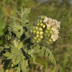 Caterpillar phacelia (Phacelia hubbyi)