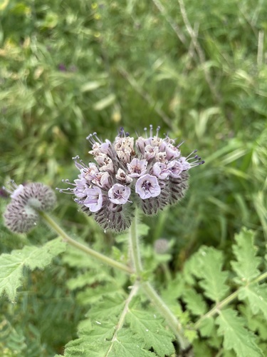 Caterpillar phacelia (Phacelia hubbyi)
