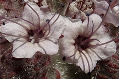Caterpillar phacelia (Phacelia hubbyi)