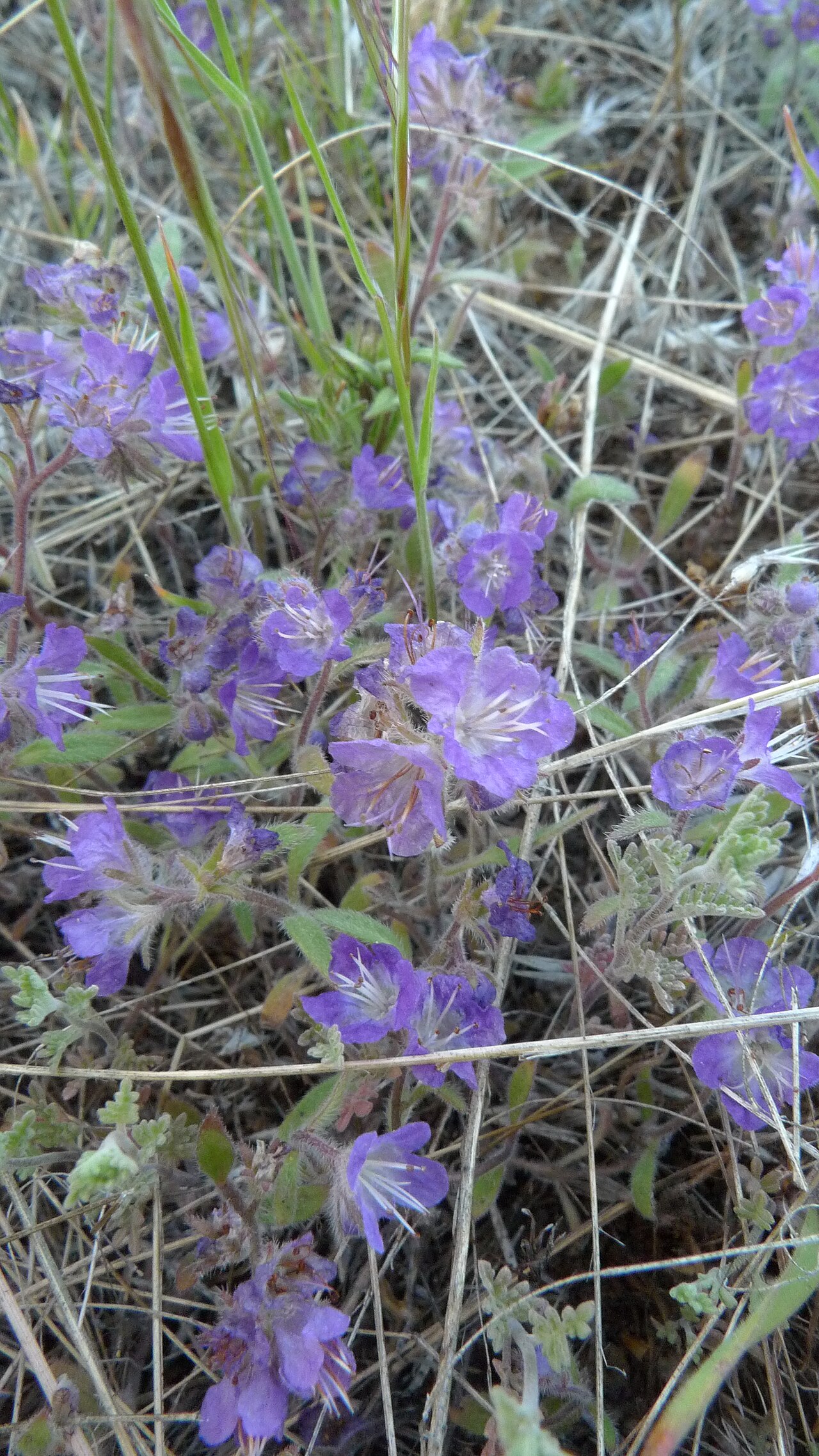 Low phacelia: Phacelia humilis on Badger Mountain, Douglas County Washington