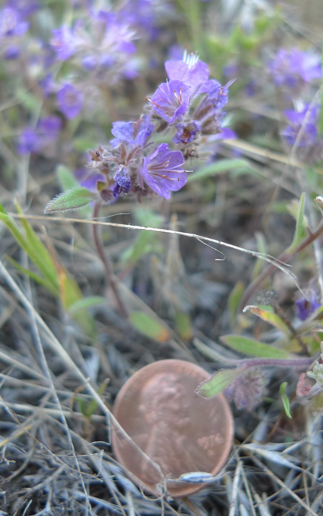 Low phacelia: Phacelia humilis on Badger Mountain, Douglas County Washington