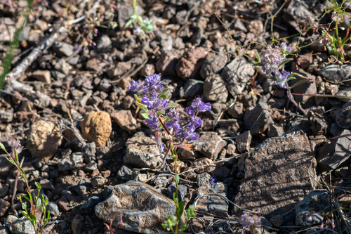 Low phacelia (Phacelia humilis)