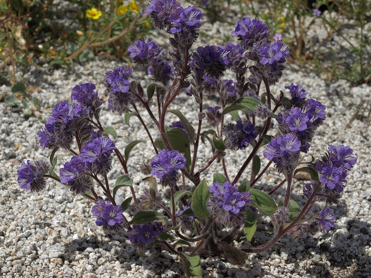 Low phacelia: humble phacelia, Phacelia humilis var. humilis, Nevada, Sierra Nevada, Carson Range, Carson Valley drainage, elevation 1725 m (5655 ft). The plants were losing