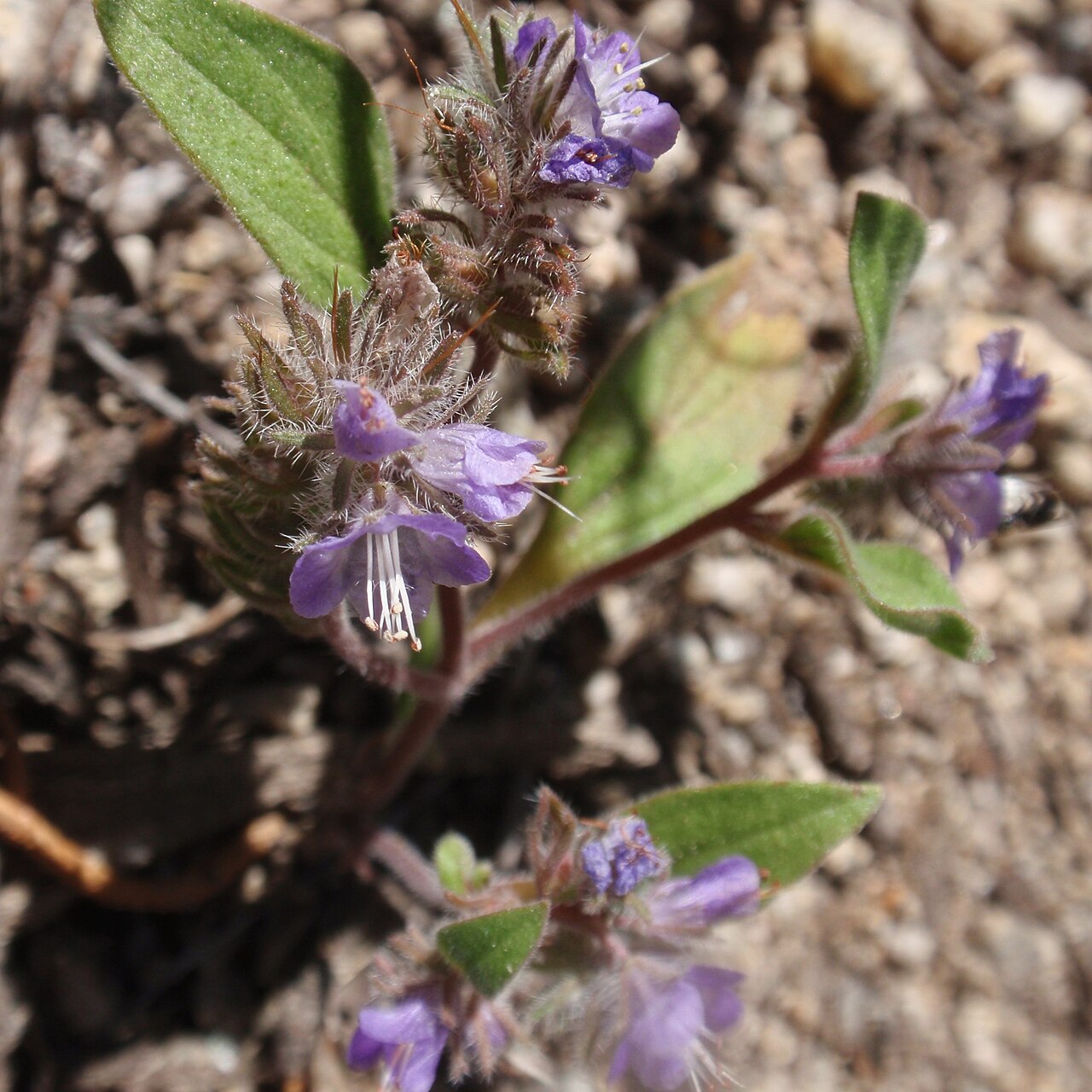 Low phacelia: Phacelia humilis in the Hoover Wilderness, CA, USA