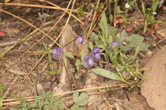 Low phacelia (Phacelia humilis)