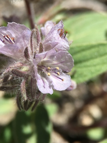 Low phacelia (Phacelia humilis)