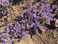 Low phacelia (Phacelia humilis)