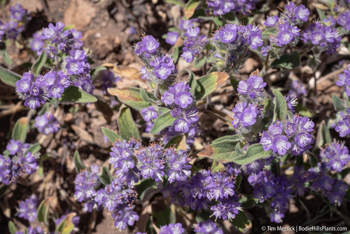 Low phacelia (Phacelia humilis)