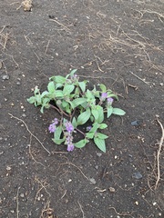 Low phacelia (Phacelia humilis)
