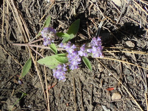 Low phacelia (Phacelia humilis)