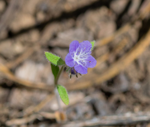 Low phacelia (Phacelia humilis)