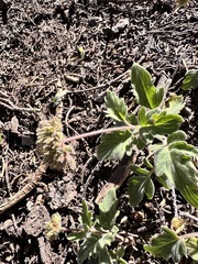 Waterleaf phacelia (Phacelia hydrophylloides)