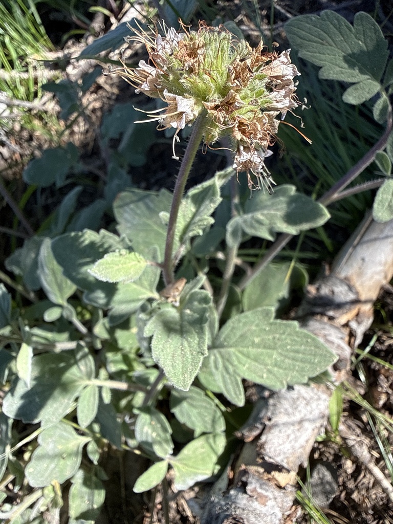 Waterleaf phacelia (Phacelia hydrophylloides)