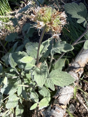 Waterleaf phacelia (Phacelia hydrophylloides)
