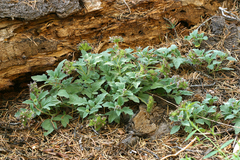Waterleaf phacelia (Phacelia hydrophylloides)