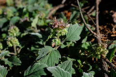 Waterleaf phacelia (Phacelia hydrophylloides)