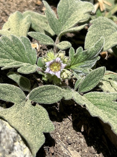 Waterleaf phacelia (Phacelia hydrophylloides)