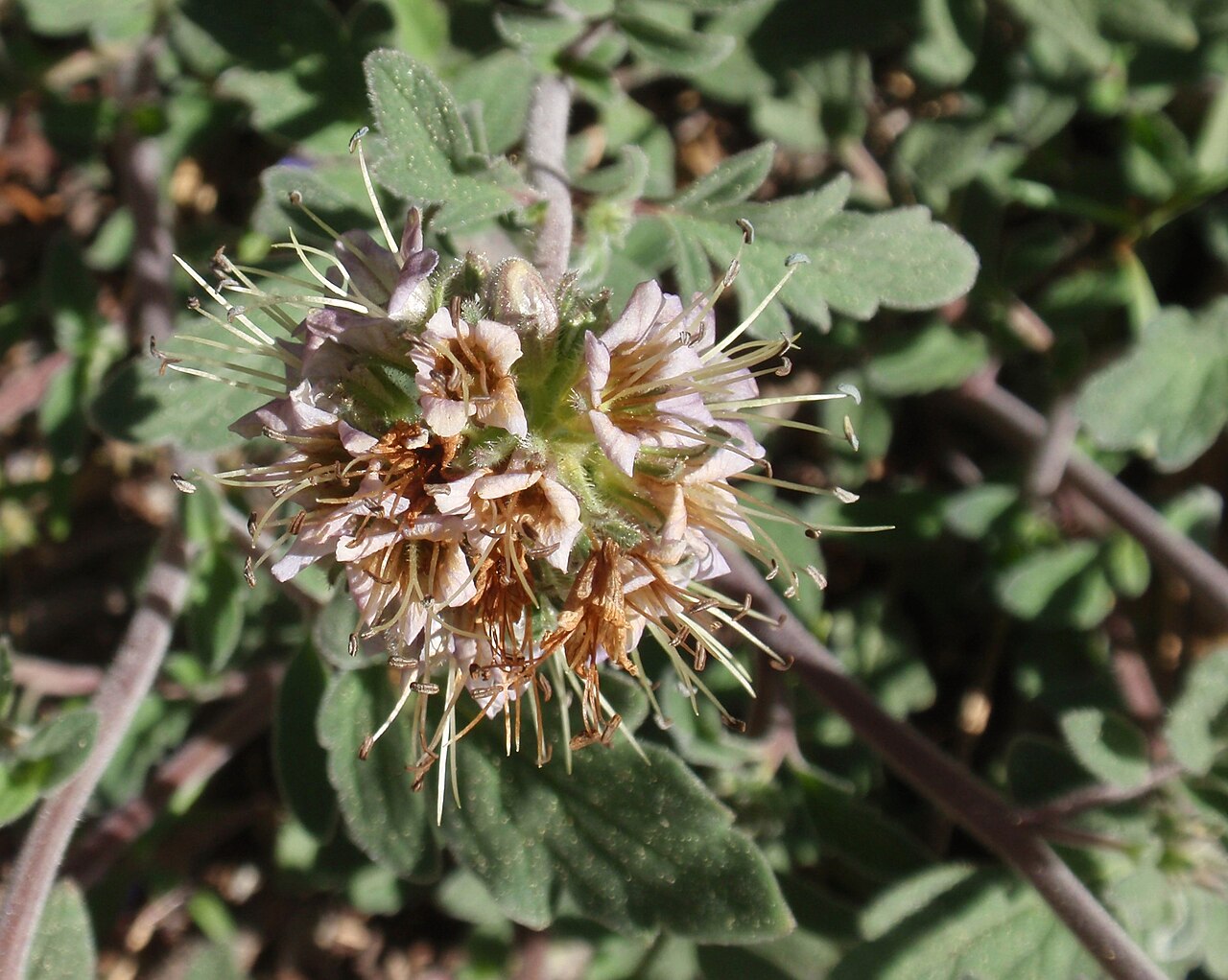 Waterleaf phacelia: Waterleaf phacelia