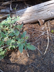 Waterleaf phacelia (Phacelia hydrophylloides)