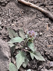 Waterleaf phacelia (Phacelia hydrophylloides)