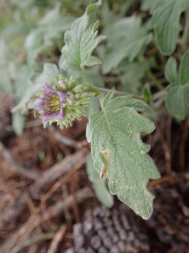 Waterleaf phacelia (Phacelia hydrophylloides)