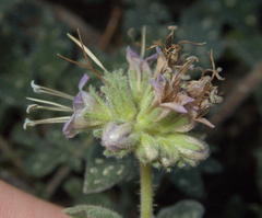 Waterleaf phacelia (Phacelia hydrophylloides)