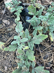 Waterleaf phacelia (Phacelia hydrophylloides)