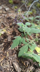 Waterleaf phacelia (Phacelia hydrophylloides)