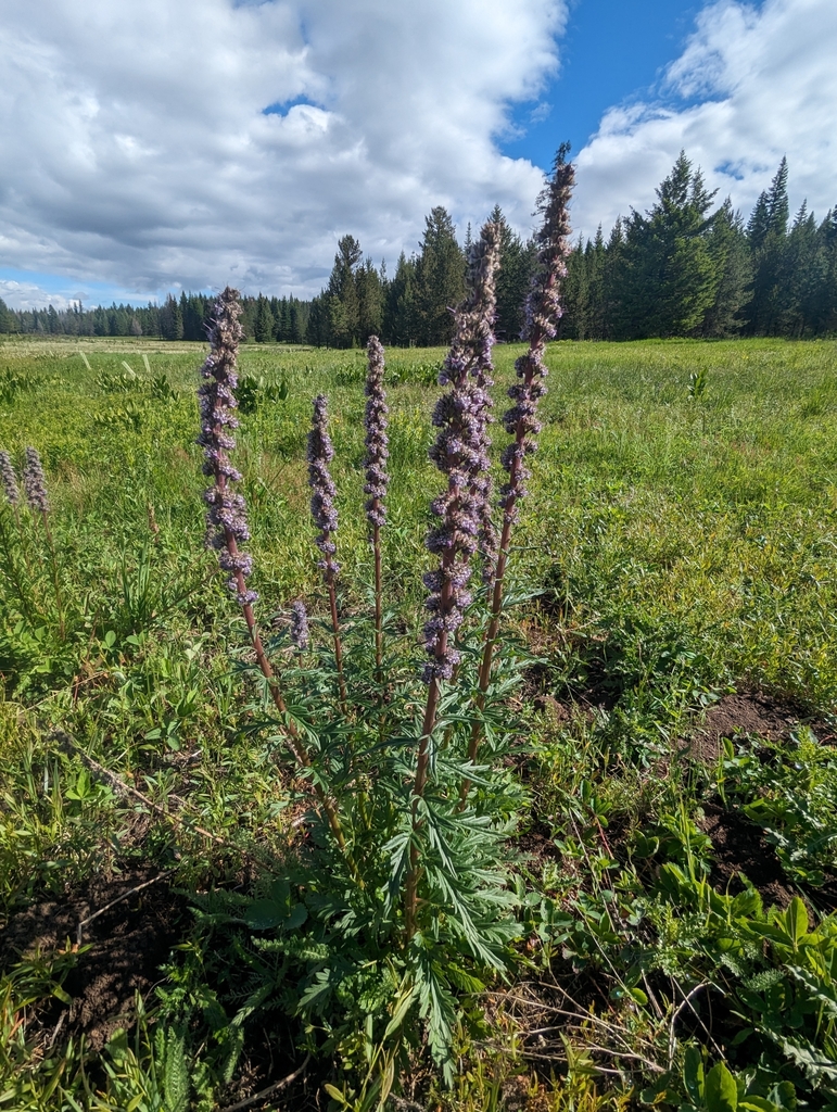 Idaho phacelia (Phacelia idahoensis)