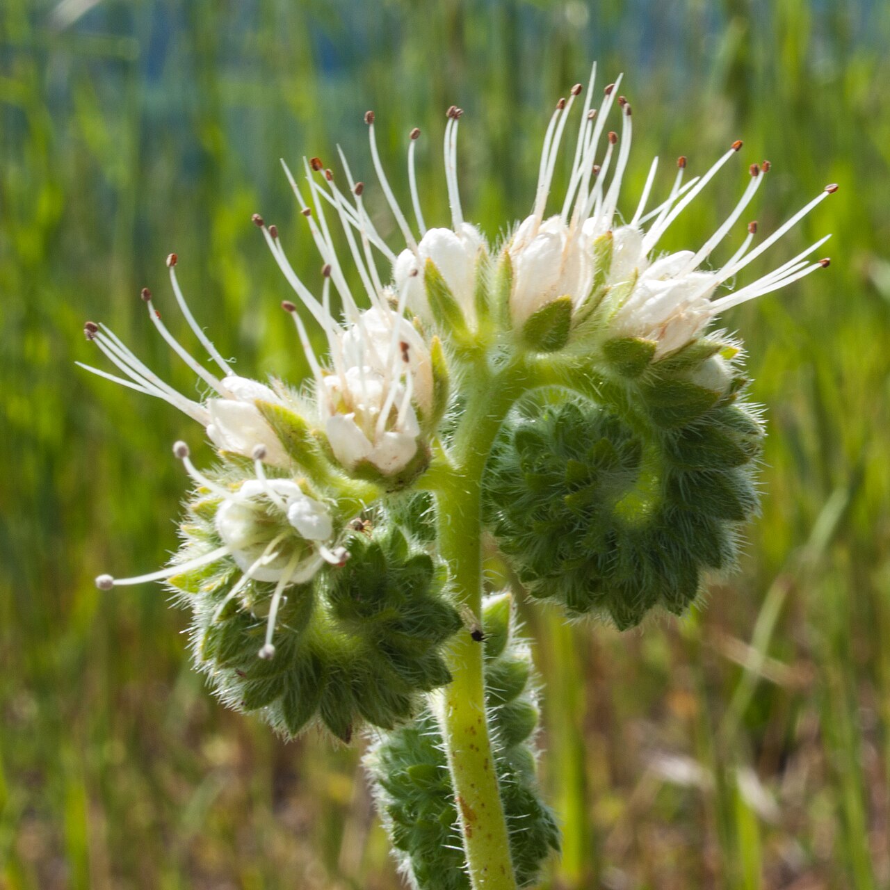 Imbricate phacelia: Imbricate phacelia (Phacelia imbricata) Mount Diablo State Park, CA