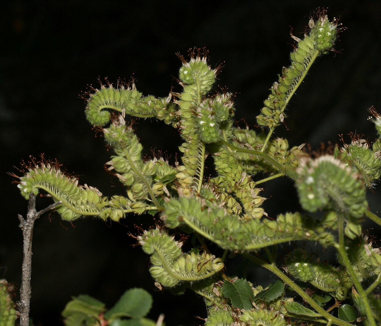 Imbricate phacelia: El Portal, California, USA Thanks to randomtruth for the correct id