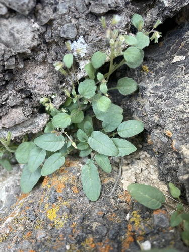 Hoary phacelia (Phacelia incana)