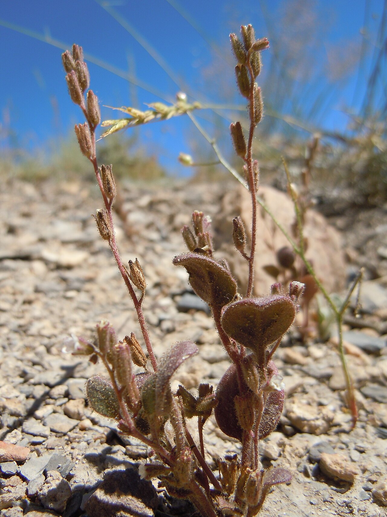 Hoary phacelia: A distinctive annual phacelia with small white flowers but very glandular and dary colored herbage.