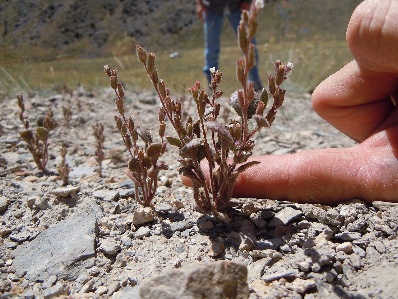 Hoary phacelia: A distinctive annual phacelia with small white flower but very glandular and dary colored herbage.
